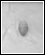 Lex Naturalis 1